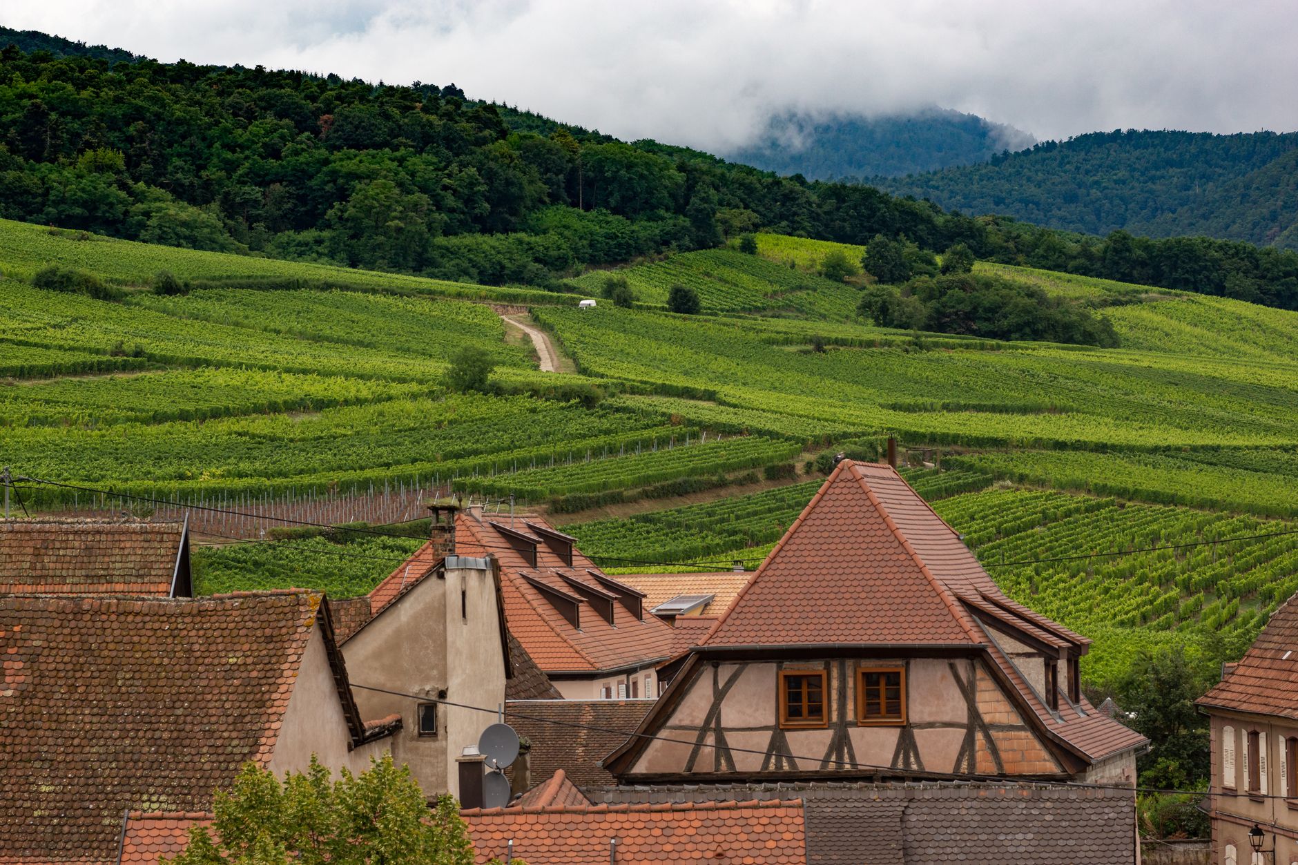 Winnice i tradycyjne gospodarstwa w Dambach-la-Ville we Francji